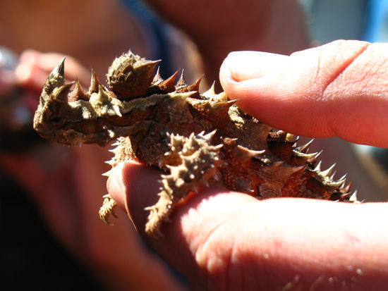 Ein Thorny Devil