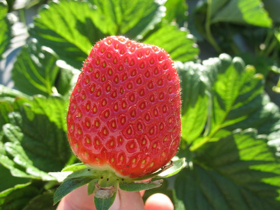 hmmm...die hat es nicht bis in die kiste geschafft...