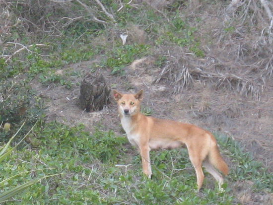 Unser erster Dingo