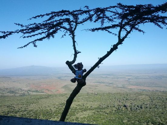 Tiger am Great Rift Valley