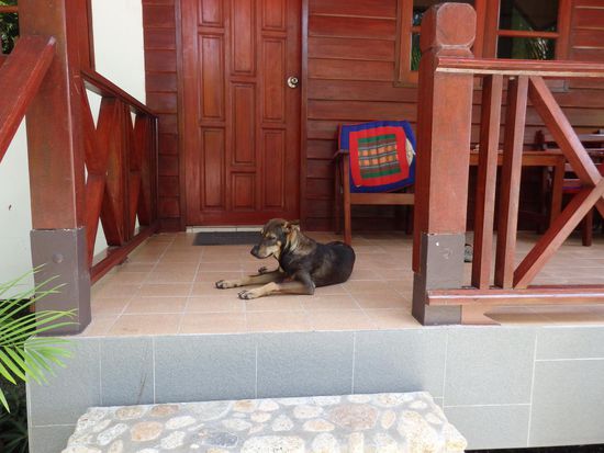 Unser Strandhund hat nun die letzten Tage bei uns auf der Terrasse geschlafen, uns gut bewacht und uns tagsüber immer begleitet.
Er wird uns vermissen! Wir ihn aber auch......