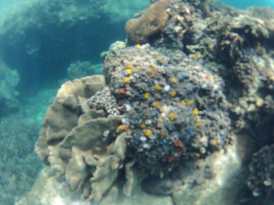 Leider haben wir keine so gute Unterwasserkamera, die Bilder können die wirklichen Farben und die vielen Fische gar nicht richtig wiedergeben. Es war traumhaft schön.