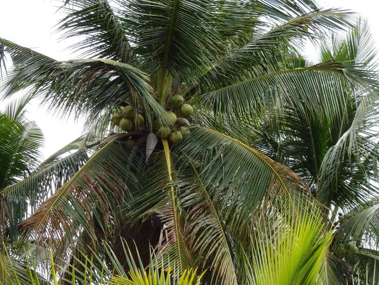 Nach ca. 5-6 Jahren kann man Kokosnüsse erst ernten, je älter der Baum, um so mehr Früchte trägt er. Ernten kann man diese das ganze Jahr über.