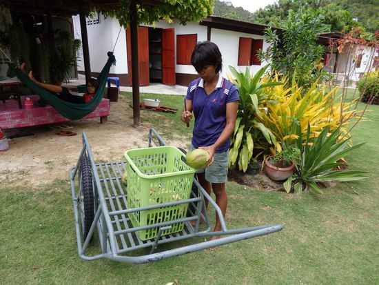 Wir freuen uns, dass Get uns, ganz frisch vom Baum, (jedem Bewohnern der Anlage) so viel Nüsse öffnet, wie man möchte. Die Kokosnüsse sind prall voll mit Saft, das Fruchtfleisch ganz zart und lecker.