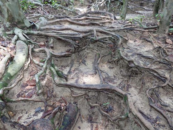 Der Weg an sich ist doch eine Herausforderung für unsere Flip Flops. Deshalb entschließen wir uns für einen kurzen Aufstieg. Für die große Runde ist festes Schuhwerk ratsamer.