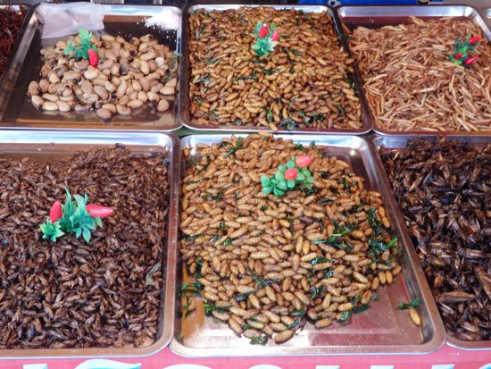 Leckere Insekten ...... Auch die, haben wir nicht probiert!