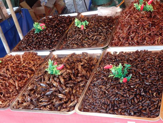 und noch mehr Insekten...... Und wir konnten uns einfach nicht überwinden.