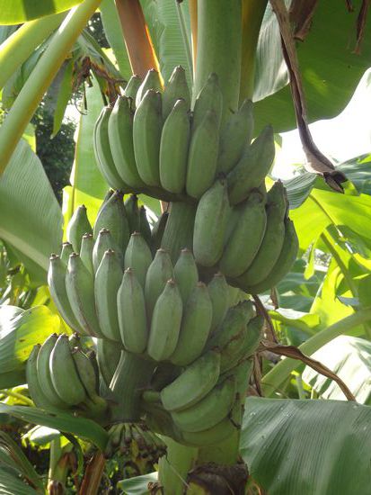 Hab Zuhause auch ne Bananenstaude im Topf, mal sehen, wie lange es dauert, bis die auch mal soviel Früchte trägt.