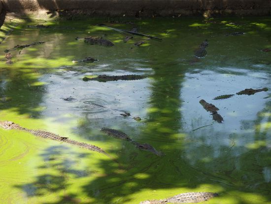 Auf den Bildern sieht es ganz idyllisch aus, doch es ist eher ein sehr trauriges Bild und es stinkt erbärmlich.