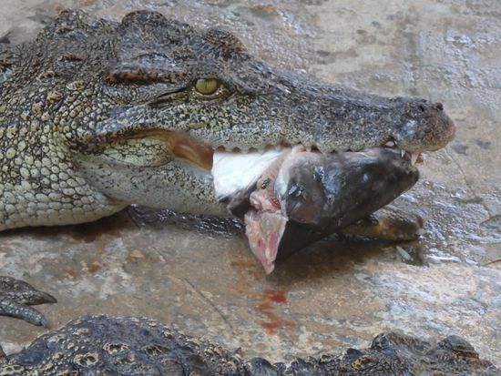 Krokodile sind die reinsten Gourmets, sie behalten ihre Beute erstmal lange im Maul bis sie es verzehren.... Vorfreude ist ja eine der schönsten Freuden ... Finde ich auch!