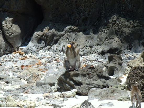 Monkey Beach