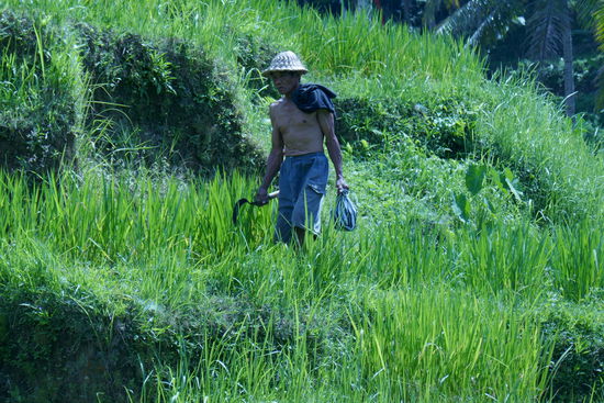 Der Reis wird hier noch von Hand geerntet.