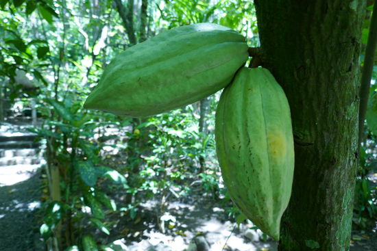 So sehen Kakao Bohnen aus.