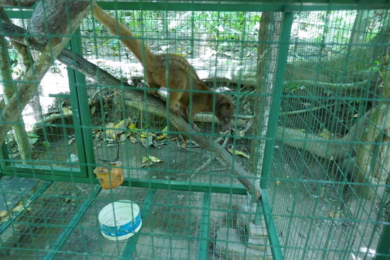 Einer von 3 Luwak, die auf dieser Farm leben, produzieren 5 Kilo Kaffee im Monat.