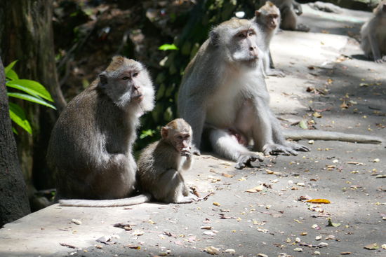 Wir durchfahren den Affenwald, am Straßenrand sitzt die ganze Familie und hofft auf essbare Spenden. Da wir nichts dabei haben, sind wir nicht so interessant. Auf die Entfernung sind sie ganz süß.