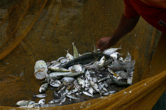 Leider war die Ausbeute zu gering.