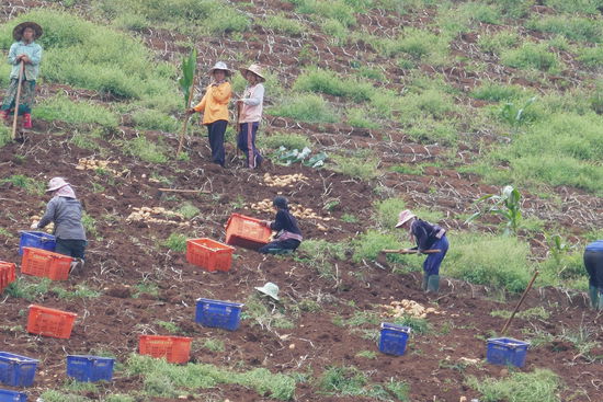 Wir glauben das hier Süßkartoffeln geerntet werden.
