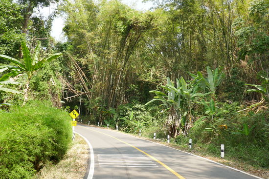 Es geht hoch in die Berge durch Dschungel und Bambuswälder.