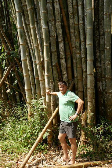 Riesige Bambus Gewächse .....