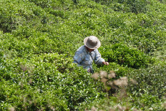 Nur die ganz jungen Blätter werden geerntet.