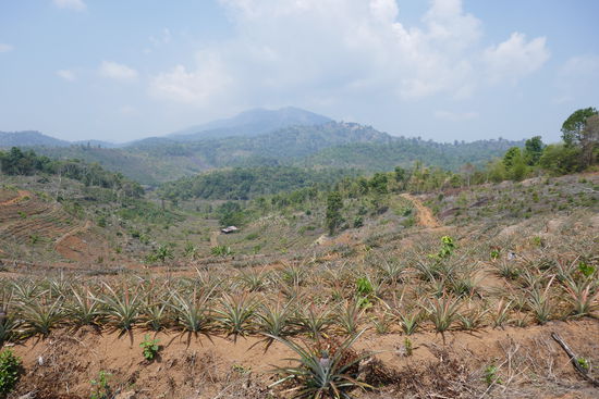 Grenzgebiet mit Ananas ....