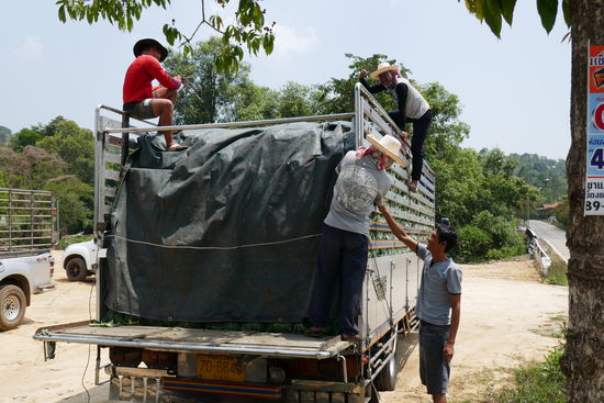 Das ganze Gemüse, hier eine Kohlart, geht nach Bangkok hat man uns hier erklärt.....