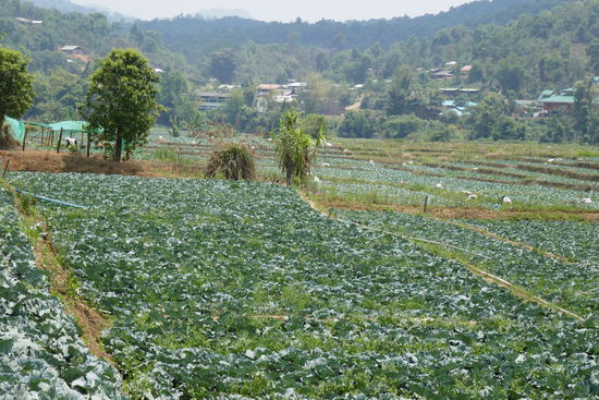 Kohl, soweit das Auge reicht ....