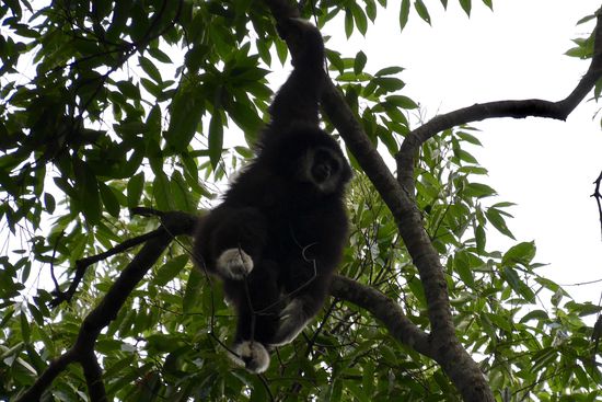 Es gibt hier nur eine Gibbon Familie, die sich gerne zeigt.