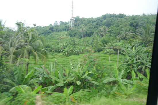 Reis....soweit das Auge reicht.