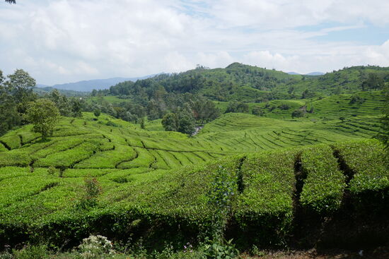 Teeterrassen, wunderschön anzusehen.