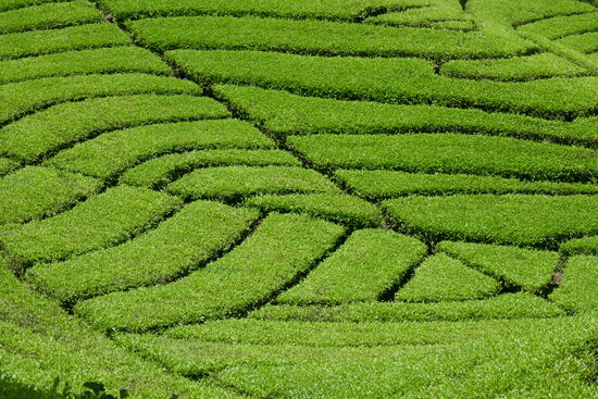 Die Wege dazwischen erleichtern die Ernte, ähnlich wie bei Weinreben.