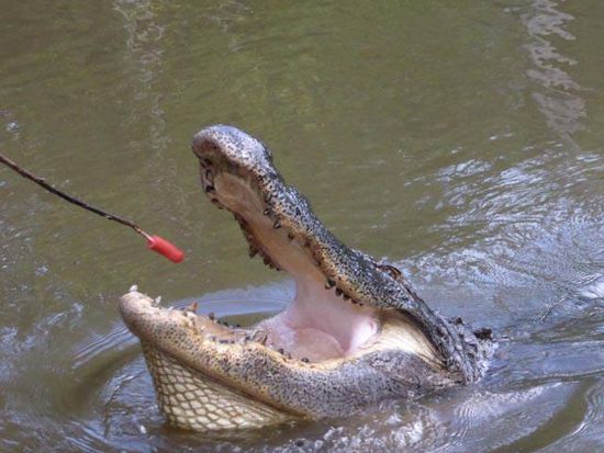 Kleines Leckerli für das niedliche Kroko!!