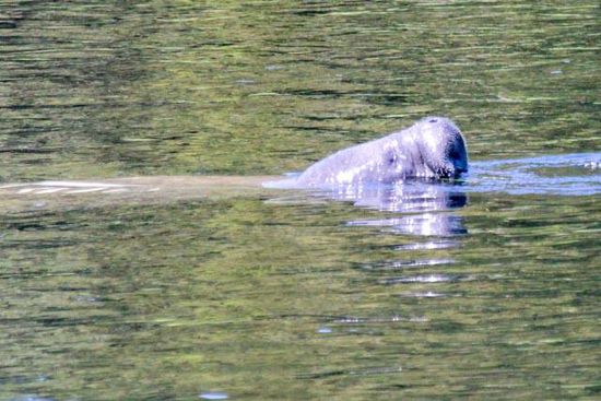 Seekuh im Wakula Springs NP
