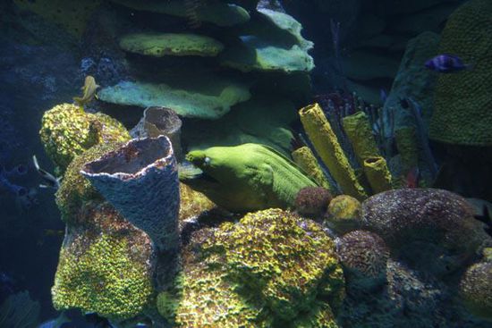 Das Aquarium in Boston