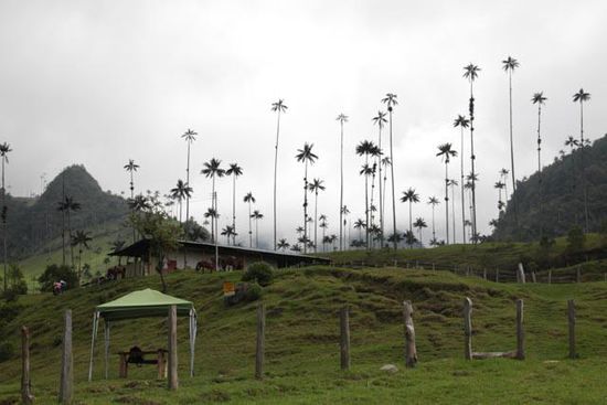 Wachspalmen im Valle de Cocora