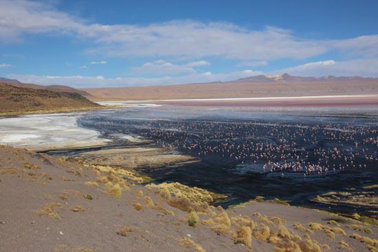 Flamingos in der Laguna Colorada
