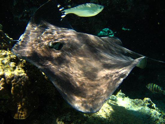 Im Lagoonarium