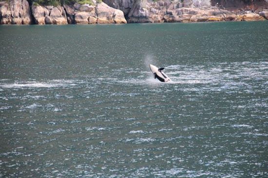 Orca beim Luftschnappen