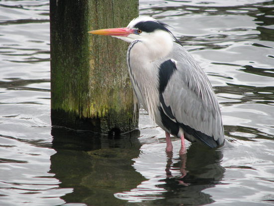 ...und schöne Wasservögel.