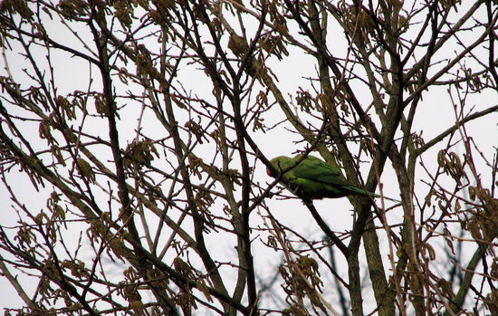Auch hier gibt es Papageien...