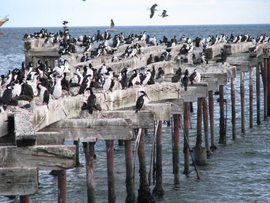 nein, keine Pinguine