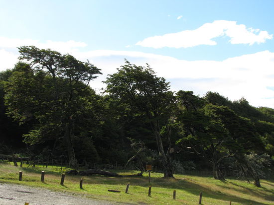 Wie so oft in Patagonien und Feuerland sieht man an den Bäumen die vorherrschende Windrichtung.