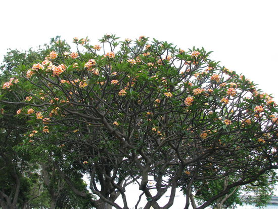 Ein Baum aus Mexico, öfter hier zu sehen.