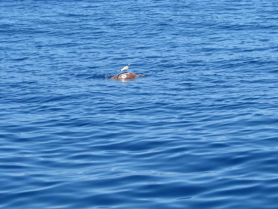 die Schildkröte, auf der sich eine Möwe ausruht