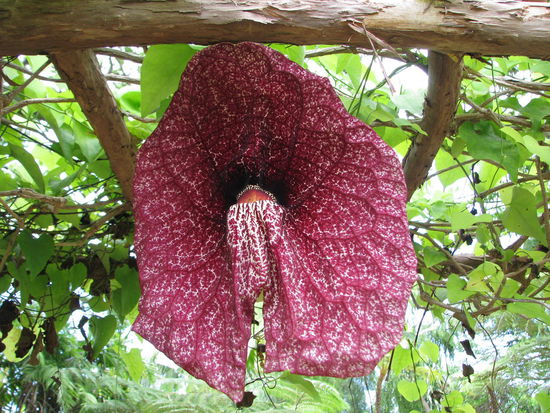 so groß sind die Blüten