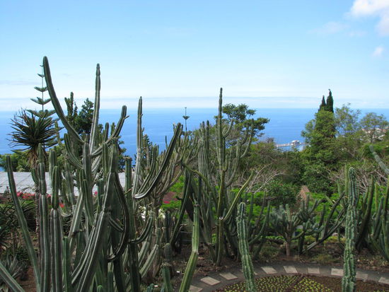 auch viele Kakteen blühen