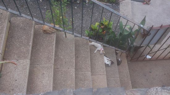 Nebenberuflich kümmert sich der Prinz um notleidende Kätzchen.