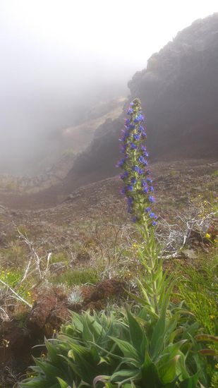Diese Blume wird der "Stolz Madeiras" genannt
