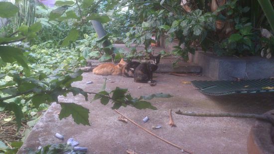 Auch auf dem Hotelgelände gibt es Kätzchen, mein Fisch aus dem Supermarkt ist ihnen leider zu salzig.
