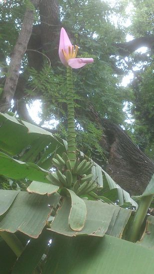 ...eine letzte Blüte.